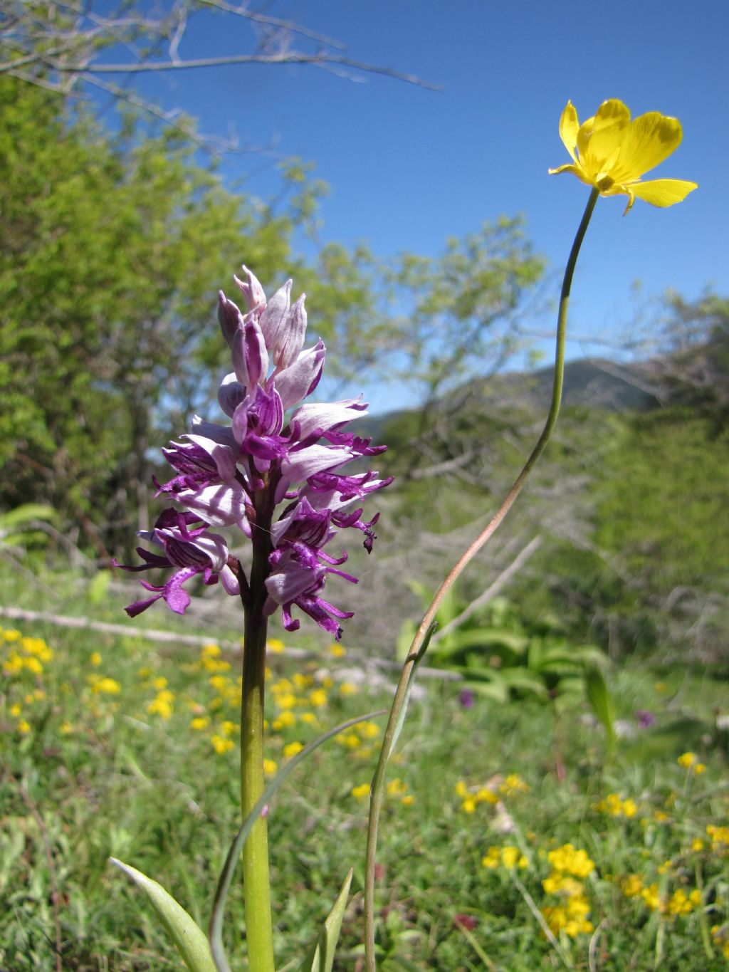 orchis militaris